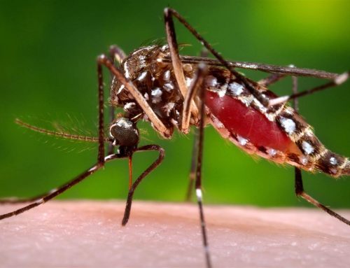 Zika Vírus – Sintomas, Tratamentos e Causas